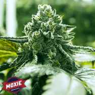 Moxie Seeds Super Goji Haze