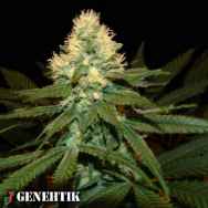 Genehtik Seeds Super Kritikal