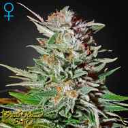 Green House Seeds Super Lemon Haze AUTO