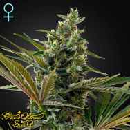 Green House Seeds Super Lemon Haze AUTO CBD