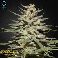 Green House Seeds Super Lemon Haze CBD