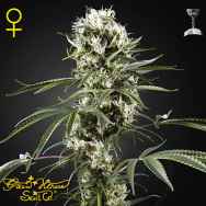 Green House Seeds Super Lemon Haze