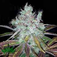 BC Bud Depot Seeds Super Lemon Jack