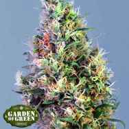 Garden of Green Seeds Super Pineapple Haze