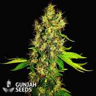 GunJah Seeds Super Shark