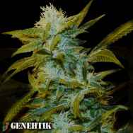 Genehtik Seeds Super Silver Bilbo