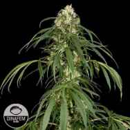 Dinafem Seeds Super Silver