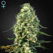 Green House Seeds Super Silver Haze CBD