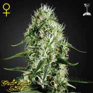 Green House Seeds Super Silver Haze