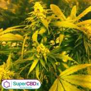 SuperCBDx Seeds Super Silver Haze x SCBDX