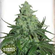 Garden of Green Seeds Super Skunk AUTO