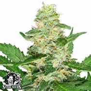 Sensi Seeds Super Skunk AUTO