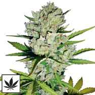 White Label Seeds Super Skunk Automatic