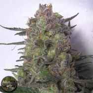 Seedism Seeds Super Sour Kush