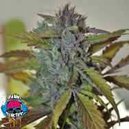 Dank Genetics Seeds Super Star Tahoe OG