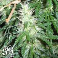 Short Stuff Seeds Super Stinky Autoflowering