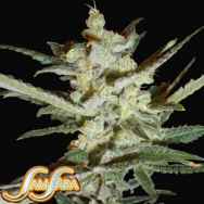 Samsara Seeds Supersonic Cristal Storm Automatic