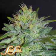 Samsara Seeds Sweet Black Angel