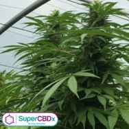 SuperCBDx Seeds Sweet Cheese x SCBDX