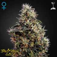 Green House Seeds Sweet Mango AUTO