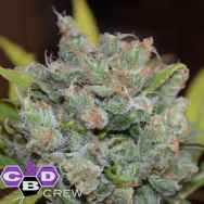 CBD Crew Seeds Sweet'n Sour Widow