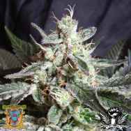 Sweet Seeds Black Jack