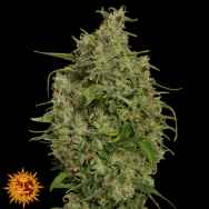 Barneys Farm Seeds Sweet Tooth