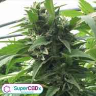 SuperCBDx Seeds Sweet Tooth x SCBDX