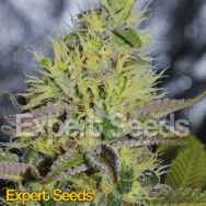 Expert Seeds Sweet Zombie