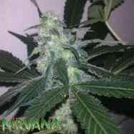 Nirvana Seeds Swiss Cheese