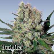 Buddha Seeds Syrup Autoflowering