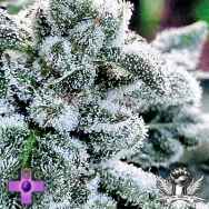 Gage Green Seeds Talisman