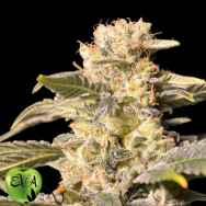 EVA Seeds TNT Kush CBD