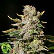 EVA Seeds TNT Kush