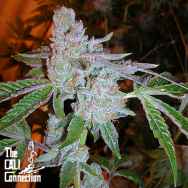 Cali Connection Seeds Tahoe OG Kush