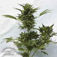 Dutch Passion Seeds AUTO Taiga