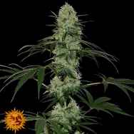 Barneys Farm Seeds AUTO Tangerine Dream AKA Tangelo Rapido Auto