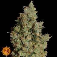 Barneys Farm Seeds Tangerine Dream