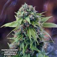 Homegrown Natural Wonders Tardis