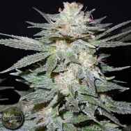 Seedism Seeds TasteBud OG