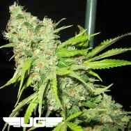 Ultra Genetics Seeds TEC9