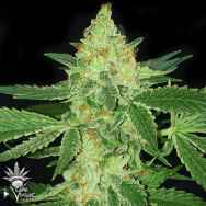 CannaVenture Seeds Tennessee Kush