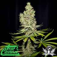 True Canna Genetics Terperella