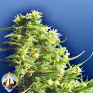 Flying Dutchmen Seeds Thai Tanic