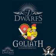 The 7 Dwarfs Seeds Goliath Autoflowering