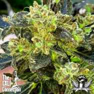 Cali Connection Seeds Boss Hogg