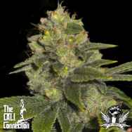 Cali Connection Seeds Deadhead OG