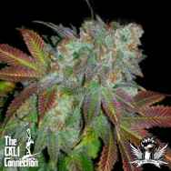 Cali Connection Seeds Jamaican D