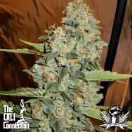 Cali Connection Seeds Jedi Kush