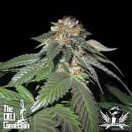 Cali Connection Seeds Julius Caesar